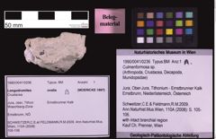 Foto (Objekt + Etiketten) von Culmenformosa sp. (NHMW-GEO-1990-0041-0236)